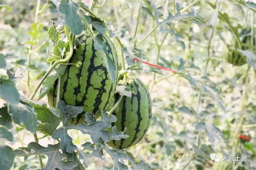 吃瓜四大网红,揭秘吃瓜四大网红的传奇故事 第1张 吃瓜四大网红,揭秘吃瓜四大网红的传奇故事 第1张