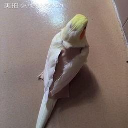 玄凤鹦鹉爆料视频播放,视频播放背后的惊人内幕  第3张